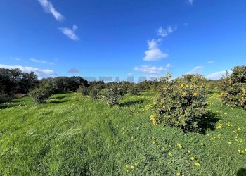 Giardino - Terreno agricolo C.da San Calogero
 
snc, Augusta - foto 11