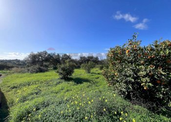 Giardino - Terreno agricolo C.da San Calogero
 
snc, Augusta - foto 12