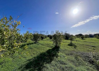 Giardino - Terreno agricolo C.da San Calogero
 
snc, Augusta - foto 22