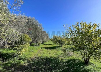 Giardino - Terreno agricolo C.da San Calogero
 
snc, Augusta - foto 23