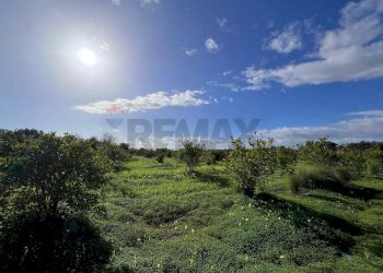 Giardino - Terreno agricolo C.da San Calogero
 
snc, Augusta - foto 26
