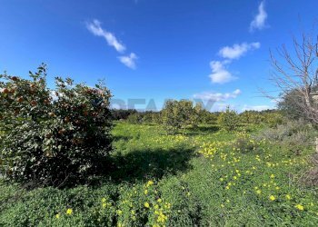 Giardino - Terreno agricolo C.da San Calogero
 
snc, Augusta - foto 34