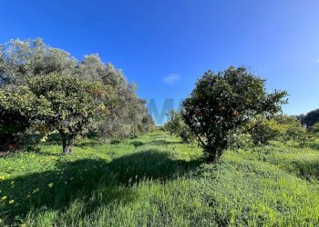Giardino - Terreno agricolo C.da San Calogero
 
snc, Augusta - foto 36
