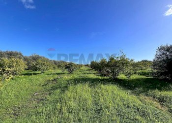 Giardino - Terreno agricolo C.da San Calogero
 
snc, Augusta - foto 38