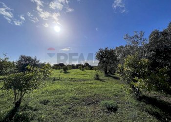 Giardino - Terreno agricolo C.da San Calogero
 
snc, Augusta - foto 39