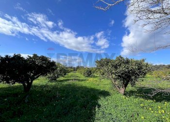 Giardino - Terreno agricolo C.da San Calogero
 
snc, Augusta - foto 45