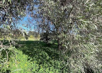 Giardino - Terreno agricolo C.da San Calogero
 
snc, Augusta - foto 52