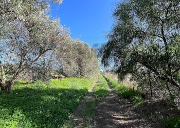 Giardino - Terreno agricolo C.da San Calogero
 
snc, Augusta - foto 56