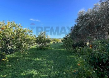 Giardino - Terreno agricolo C.da San Calogero
 
snc, Augusta - foto 57