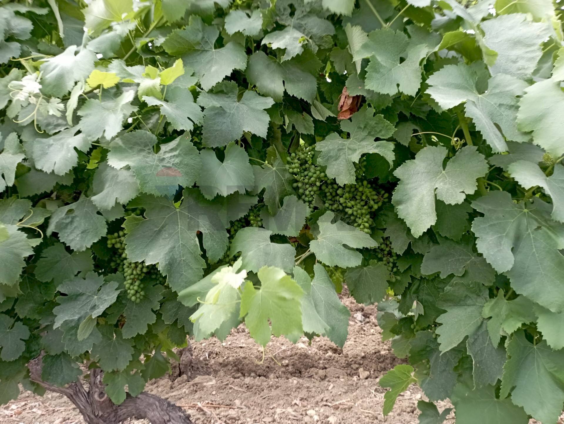 Dettagli - Agricultural land baso belice
sn, Castelvetrano - photo 3