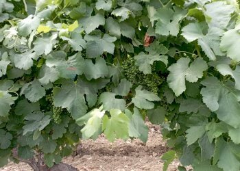 Dettagli - Agricultural land baso belice
 
sn, Castelvetrano - photo 3