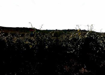 Edificio all\'aperto - Agricultural land baso belice
 
sn, Castelvetrano - photo 5