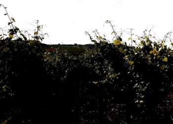 Edificio all\'aperto - Agricultural land baso belice
 
sn, Castelvetrano - photo 6