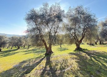 Giardino - Rustico Localita valle Croci
 
snc, Peschici - foto 25