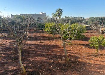 Giardino - Villa Carovigno - foto 32