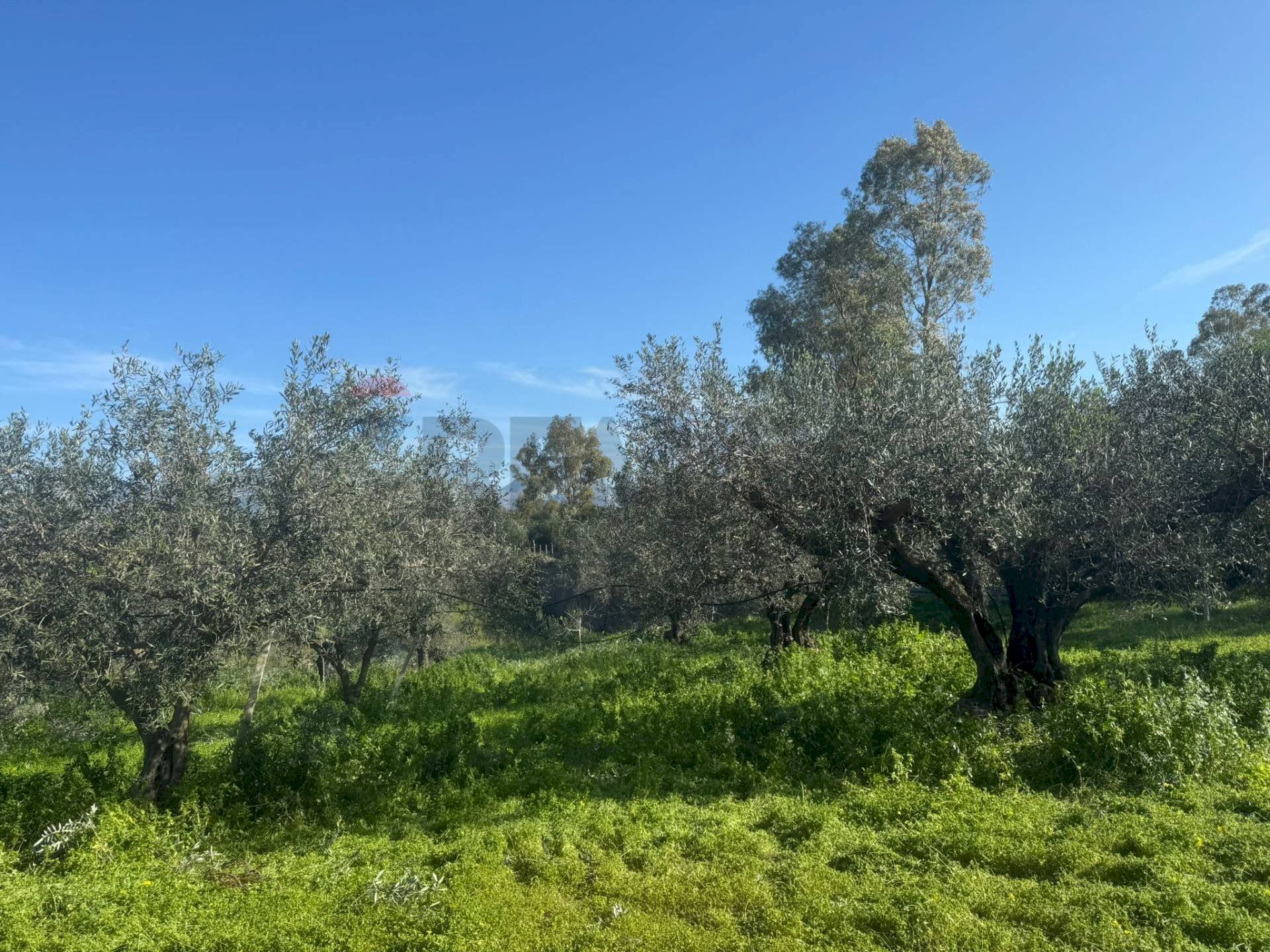 Giardino - Terreno agricolo contrada spadafora, Partinico - foto 2