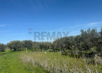 Giardino - Terreno agricolo contrada spadafora, Partinico - foto 1