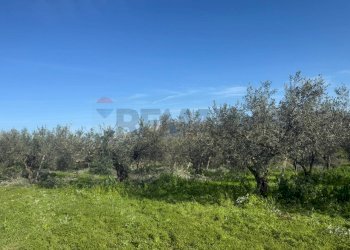 Giardino - Terreno agricolo contrada spadafora, Partinico - foto 3