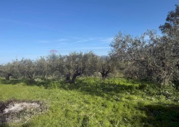 Giardino - Terreno agricolo contrada spadafora, Partinico - foto 4