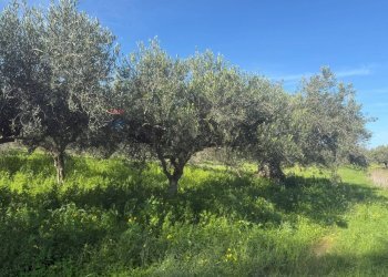 Giardino - Terreno agricolo contrada spadafora, Partinico - foto 6