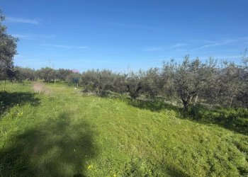 Giardino - Terreno agricolo contrada spadafora, Partinico - foto 7