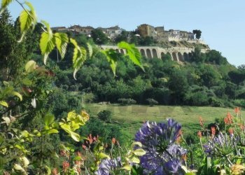 Giardino - Casa semi indipendente Silvi - foto 19