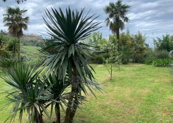 Giardino - Casa semi indipendente Silvi - foto 26