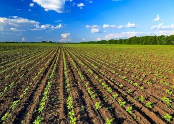 Foto 1 - Terreno agricolo Dalmine - foto 1