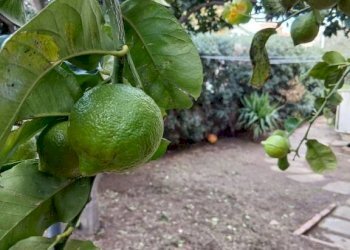 Giardino - Quadrilocale largo Caboto, 4, Anzio - foto 37
