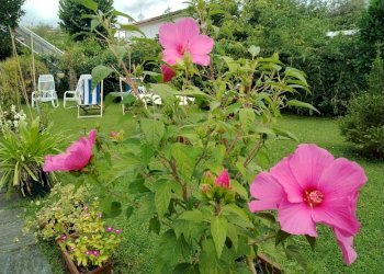 Foto 19 - Casa semi indipendente Duca degli Abruzzi, Forte dei Marmi - foto 19