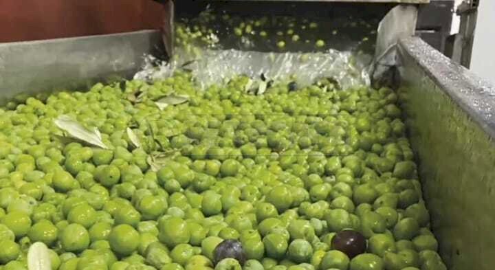 016.jpg - Azienda agricola Castelvetrano - foto 1