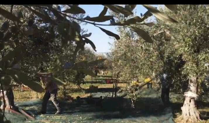 019.jpg - Azienda agricola Castelvetrano - foto 2