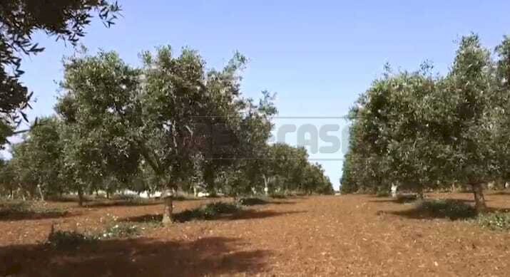 020.jpg - Azienda agricola Castelvetrano - foto 3