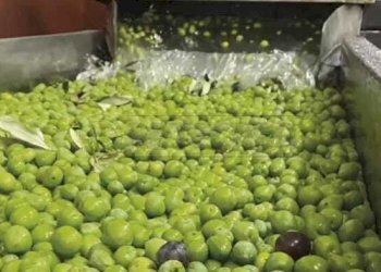 016.jpg - Azienda agricola Castelvetrano - foto 1