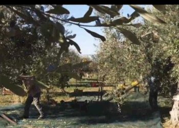 019.jpg - Azienda agricola Castelvetrano - foto 2