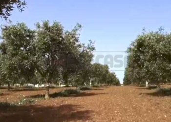 020.jpg - Azienda agricola Castelvetrano - foto 3