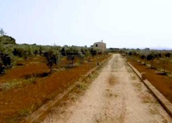 022.jpg - Azienda agricola Castelvetrano - foto 4