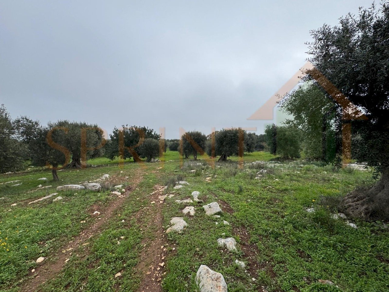 WhatsApp Image 2026-01-21 at 16.38.19 (2).jpg - Terreno agricolo Contrada San Vincenzo, Monopoli - foto 2