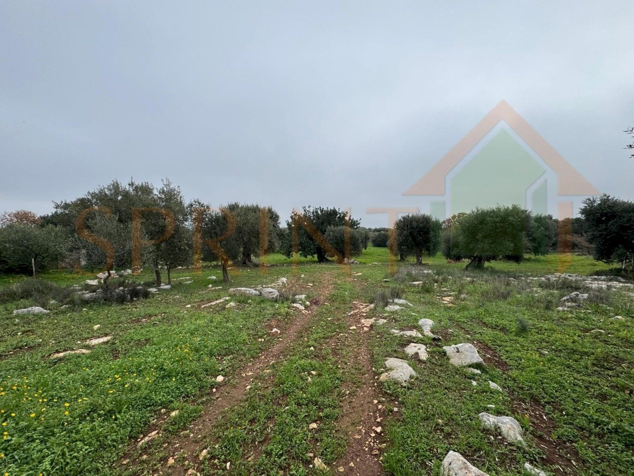 WhatsApp Image 2026-01-21 at 16.38.19 (3).jpg - Terreno agricolo Contrada San Vincenzo, Monopoli - foto 3