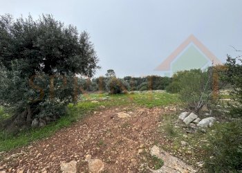 WhatsApp Image 2026-01-21 at 16.38.19 (1).jpg - Terreno agricolo Contrada San Vincenzo, Monopoli - foto 1