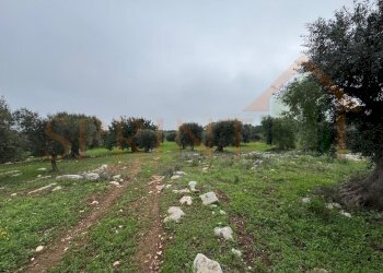 WhatsApp Image 2026-01-21 at 16.38.19 (2).jpg - Terreno agricolo Contrada San Vincenzo, Monopoli - foto 2