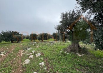 WhatsApp Image 2026-01-21 at 16.38.19 (4).jpg - Terreno agricolo Contrada San Vincenzo, Monopoli - foto 4