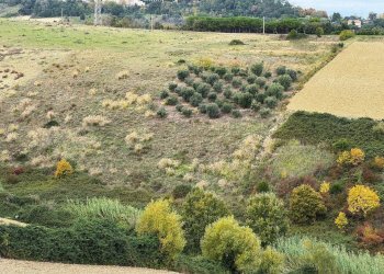 Foto 2 - Terreno agricolo Contrada Cantagallo
 
snc, Altidona - foto 2