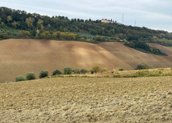 Foto 3 - Terreno agricolo Contrada Cantagallo
 
snc, Altidona - foto 3