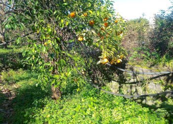 Giardino - Terreno agricolo str. 61, Giarre - foto 4