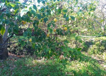 Giardino - Terreno agricolo str. 61, Giarre - foto 5