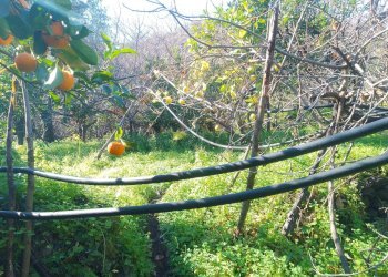 Giardino - Terreno agricolo str. 61, Giarre - foto 7