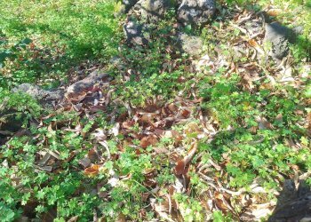 Giardino - Terreno agricolo str. 61, Giarre - foto 11