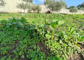 Giardino - Agricultural land Via Don Giovanni Bosco
13, Camporotondo Etneo - photo 5