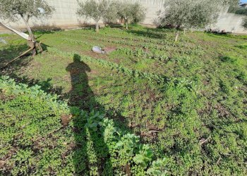 Giardino - Agricultural land Via Don Giovanni Bosco
13, Camporotondo Etneo - photo 12